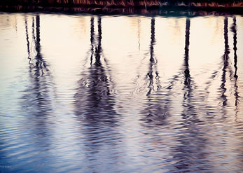 Trees in the stream