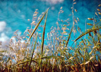 Wind in the field 