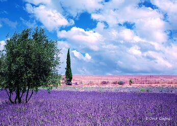 Provence in the Golan