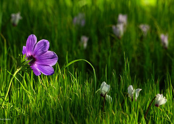 Flowers in Conversation 