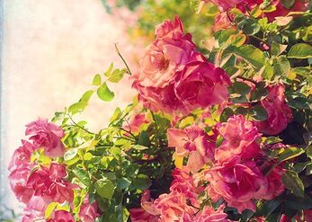 Vintage Roses