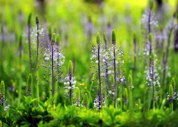 Scilla hyacinthoides 