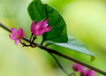 Tropical Tenderness