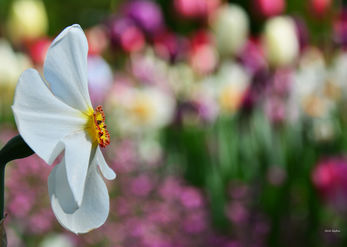 Daffodil 