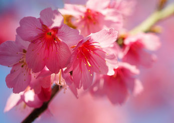 Cherry Blossom 1 