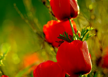 Anemones in Golden Light 