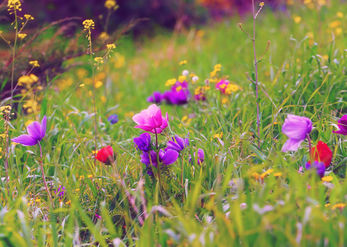 Wildflowers 