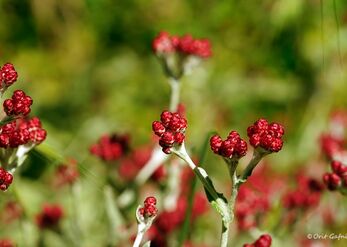 Red Everlasting