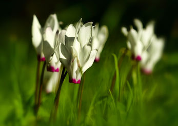 Primroses 