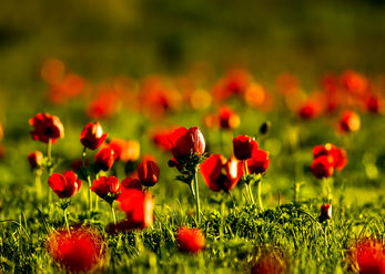 Anemones in golden light 