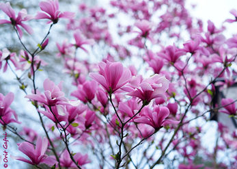 Magnolia blossoms