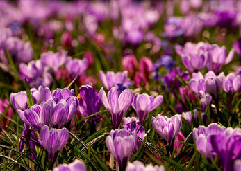 Crocuses 1 