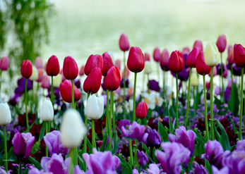 Red Tulips