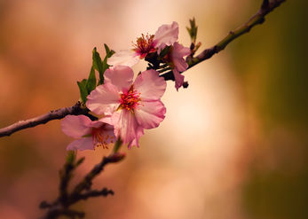 Almond tree branch 