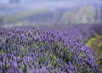 Scent of Lavender 