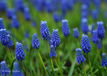 Muscari