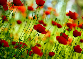 Poppies in swing