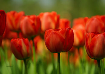 Red tulips 