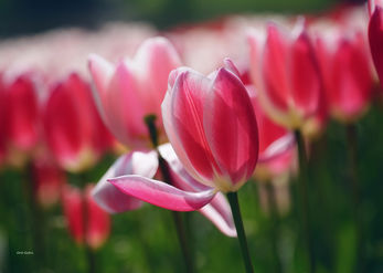 Tulip softness 