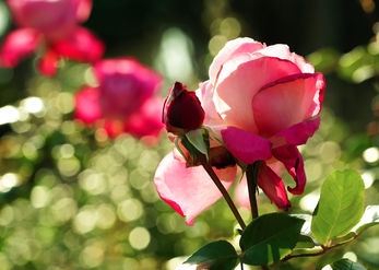 Flowers and Light 