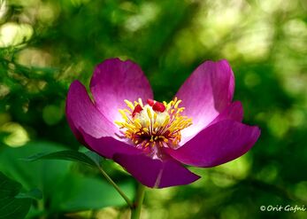 Paeonia mascula