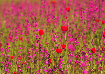 Pink and red 