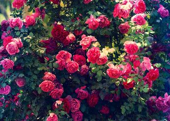 Love Roses