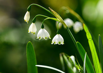 snowdrops