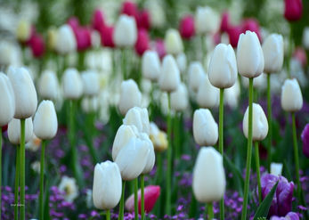 White Tulips