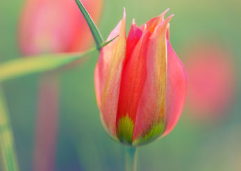 Tender Tulip 