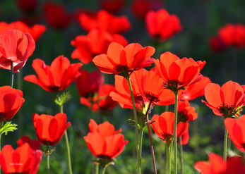 Anemones 