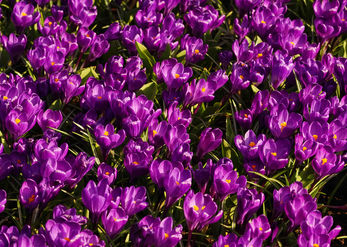 Crocuses 2