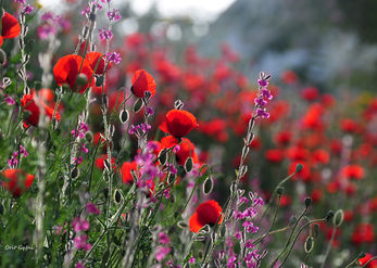 Poppies 