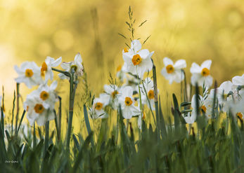 Golden Hour Daffodils 