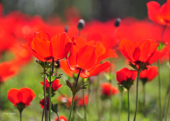 A Field of Anemones 