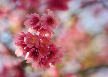 Cherry Blossom 2